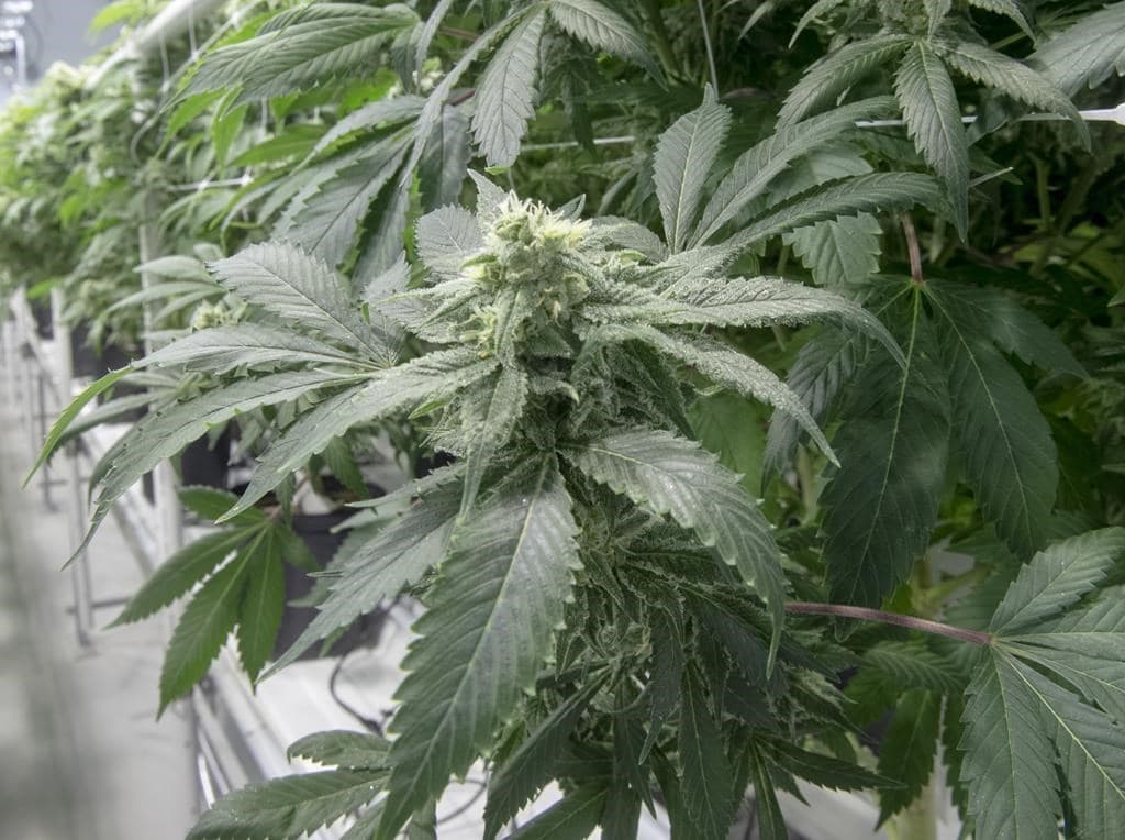 b-c-unveils-new-cannabis-sales-programs-to-help-small-indigenous-growers