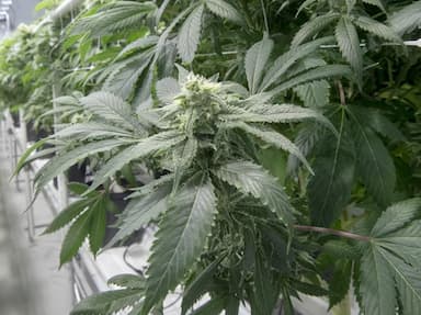 b-c-unveils-new-cannabis-sales-programs-to-help-small-indigenous-growers