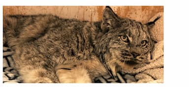 canada-lynx-invaded-a-henhouse-looking-for-a-quick-meal-instead-got-a-earful-from-the-farm-owner
