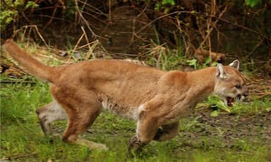 cougar-euthanized-in-b-c-after-severely-mauling-a-man-north-of-vancouver
