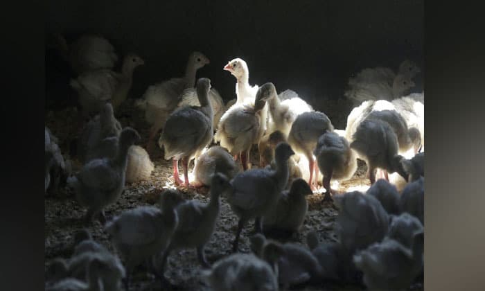b-c-teen-with-avian-flu-remains-in-critical-care-source-of-infection-still-unknown