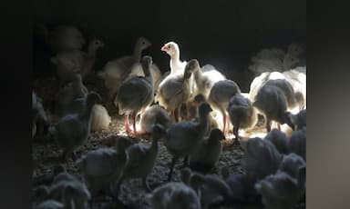 b-c-teen-with-avian-flu-remains-in-critical-care-source-of-infection-still-unknown