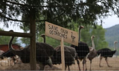 supreme-court-declines-to-hear-b-c-ostrich-farm-appeal-over-avian-flu-cull