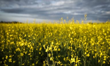 China announces 75.8 per cent tariffs on Canadian canola