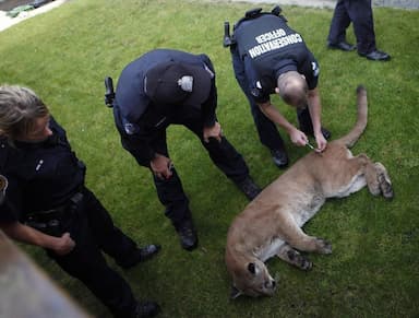 b-c-woman-airlifted-to-hospital-with-serious-injuries-in-a-cougar-attack