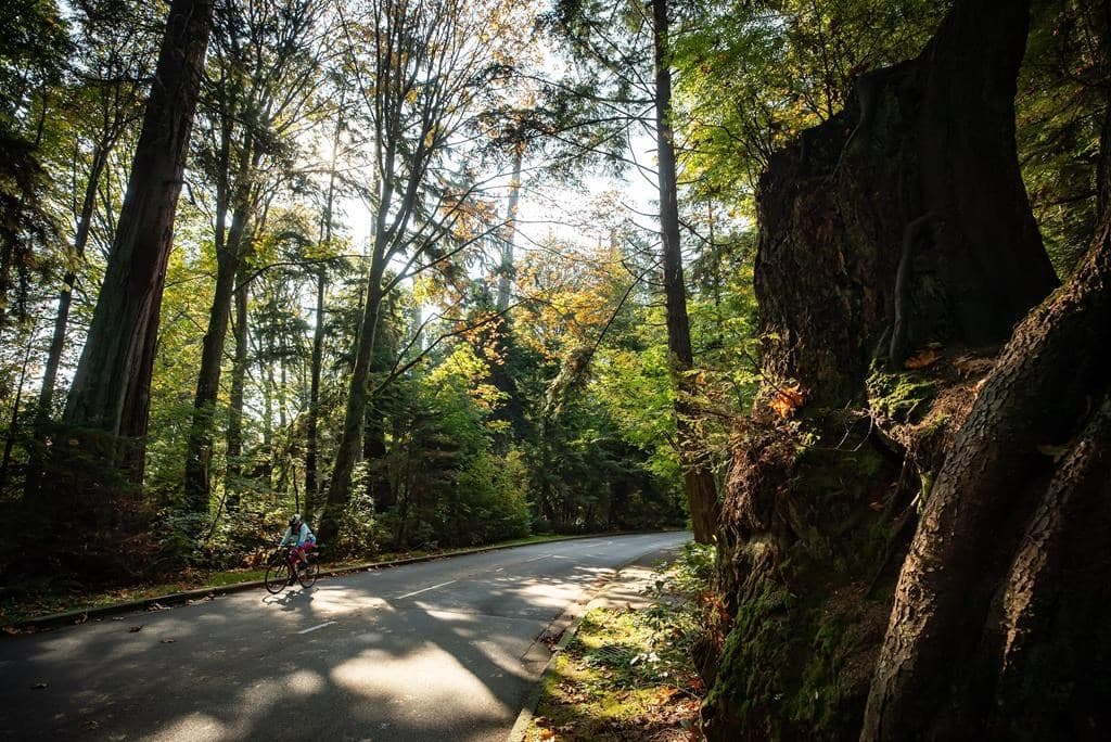 temporary-dedicated-bike-lane-replaces-one-vehicle-lane-through-stanley-park