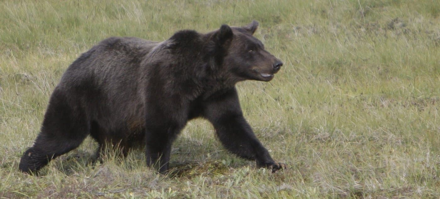 11-injured-after-grizzly-attacks-b-c-students-in-bella-coola