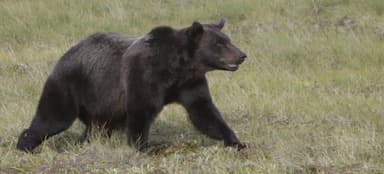 11-injured-after-grizzly-attacks-b-c-students-in-bella-coola