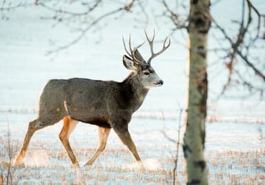 b-c-to-kill-25-deer-to-test-for-chronic-wasting-disease-in-kootenay-region