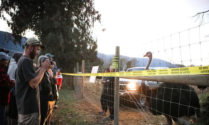 stay-of-ostrich-cull-in-southeast-b-c-an-ongoing-potential-health-risk-cfia-says