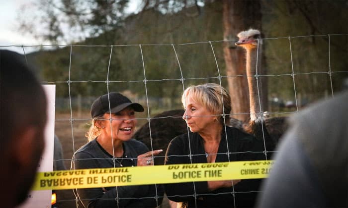 cfia-says-b-c-ostrich-farmers-must-leave-by-tuesday-or-face-arrest