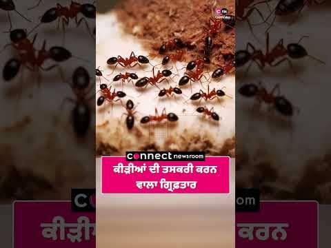 ਕੀੜੀਆਂ ਦੀ ਤਸਕਰੀ ਕਰਨ ਵਾਲਾ ਗ੍ਰਿਫ਼ਤਾਰ