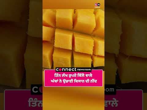 ਤਿੰਨ ਲੱਖ ਰੁਪਏ ਕਿੱਲੋ ਵਾਲੇ ਅੰਬਾਂ ਨੇ ਉਡਾਈ ਕਿਸਾਨ ਦੀ ਨੀਂਦ