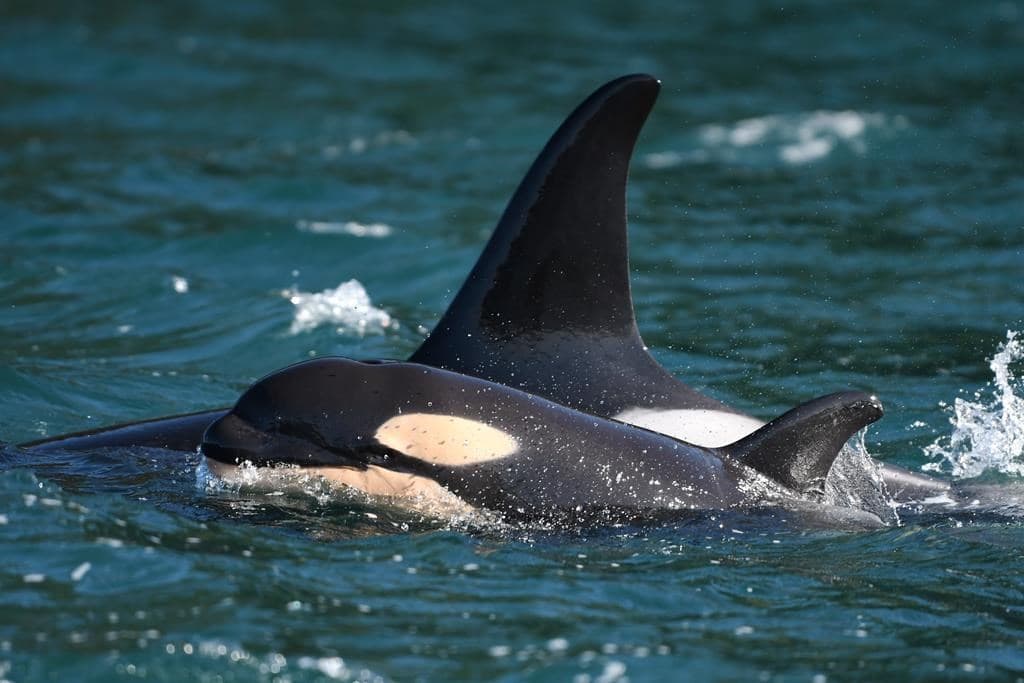 whale-researchers-celebrating-the-birth-of-a-new-baby-orca