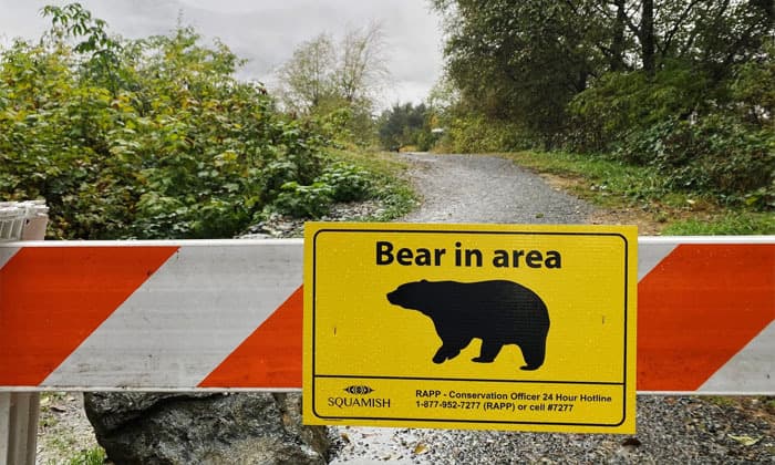 grizzly-bear-attacks-pair-of-hikers-near-prince-george-b-c